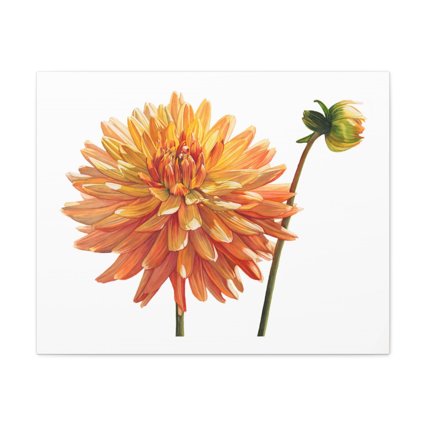 Floral Canvas Art Print - Vibrant Dahlia Decoration - Floral Watercolor Print