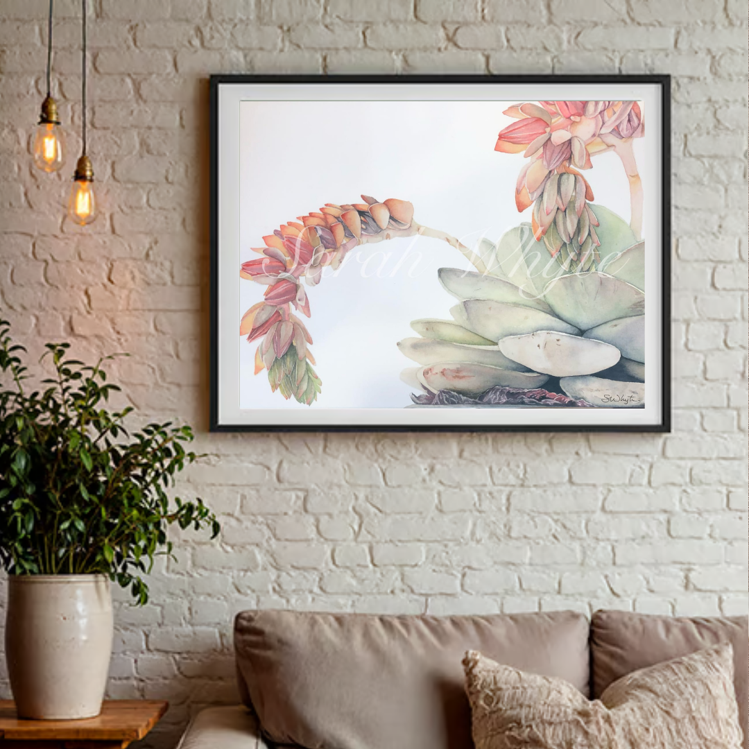 Echeveria Print - Watercolor Art by Sarah Whyte