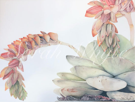 Echeveria Print - Watercolor Art by Sarah Whyte