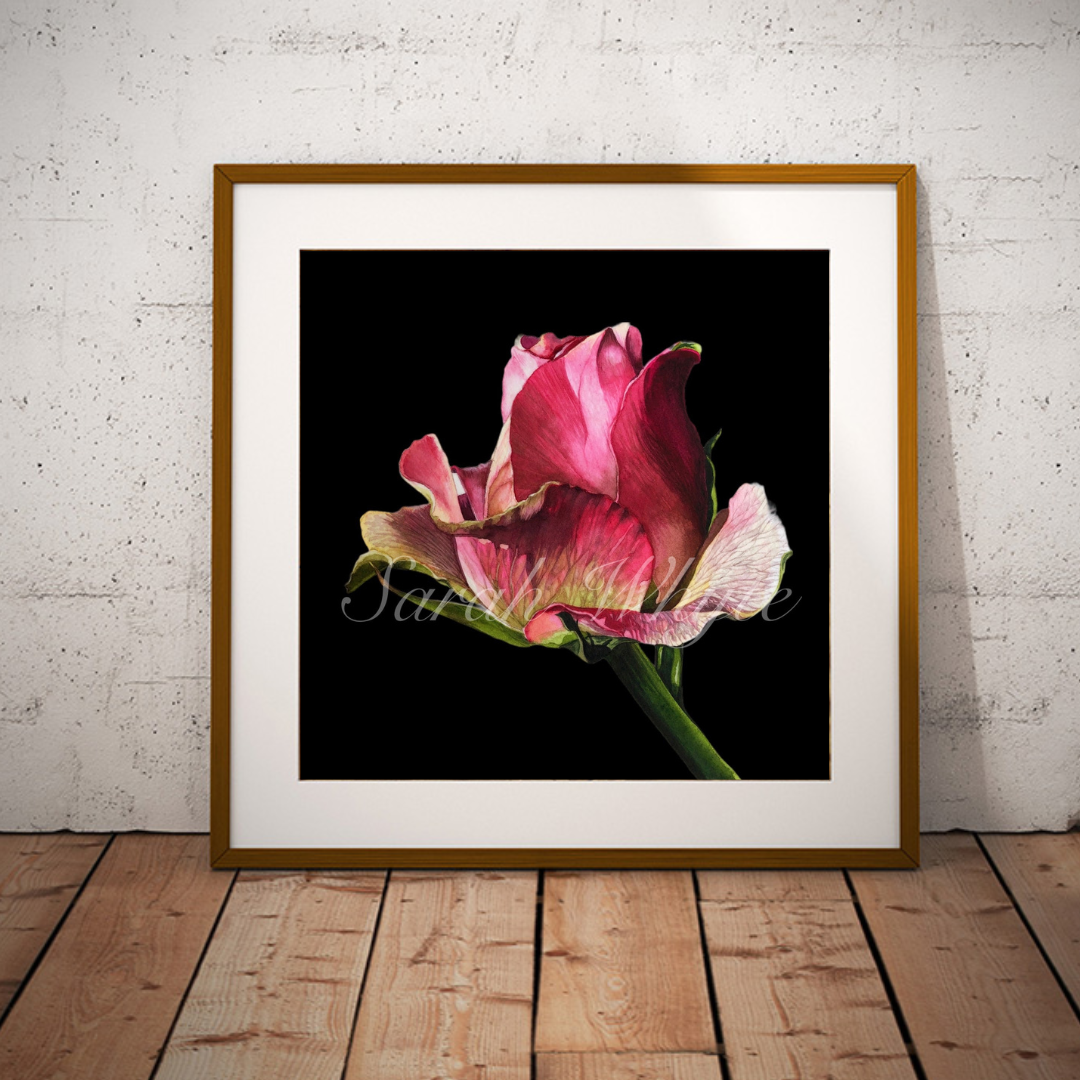 Emerging Rose Print - Watercolor Art by Sarah Whyte