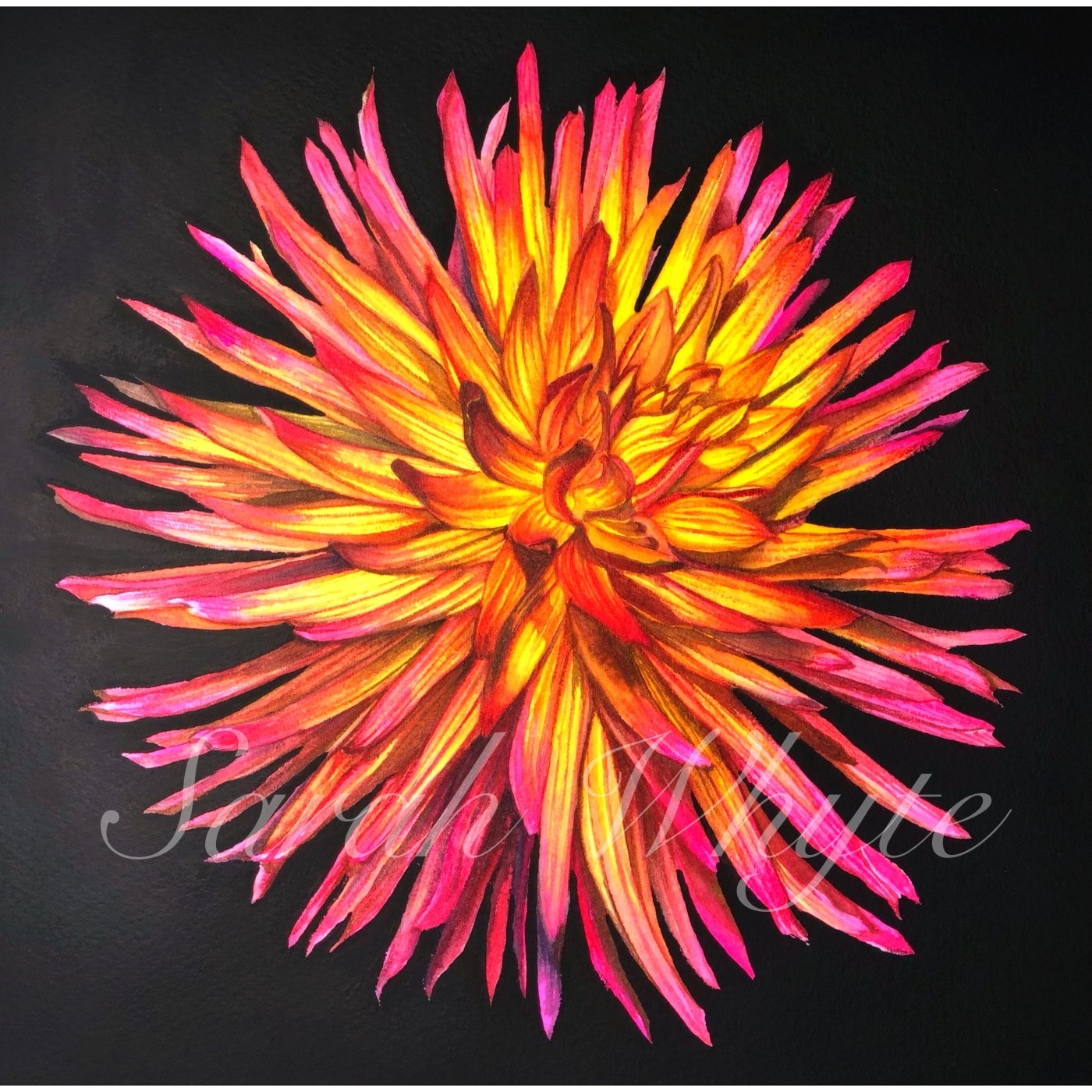Firecracker Print - Watercolor Art by Sarah Whyte
