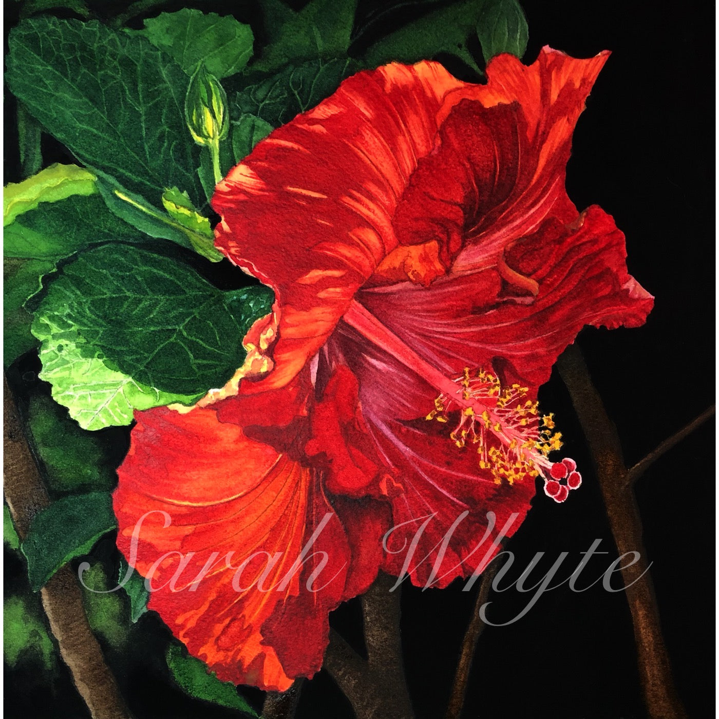 Hawaiian Hibiscus Print - Watercolor Art by Sarah Whyte