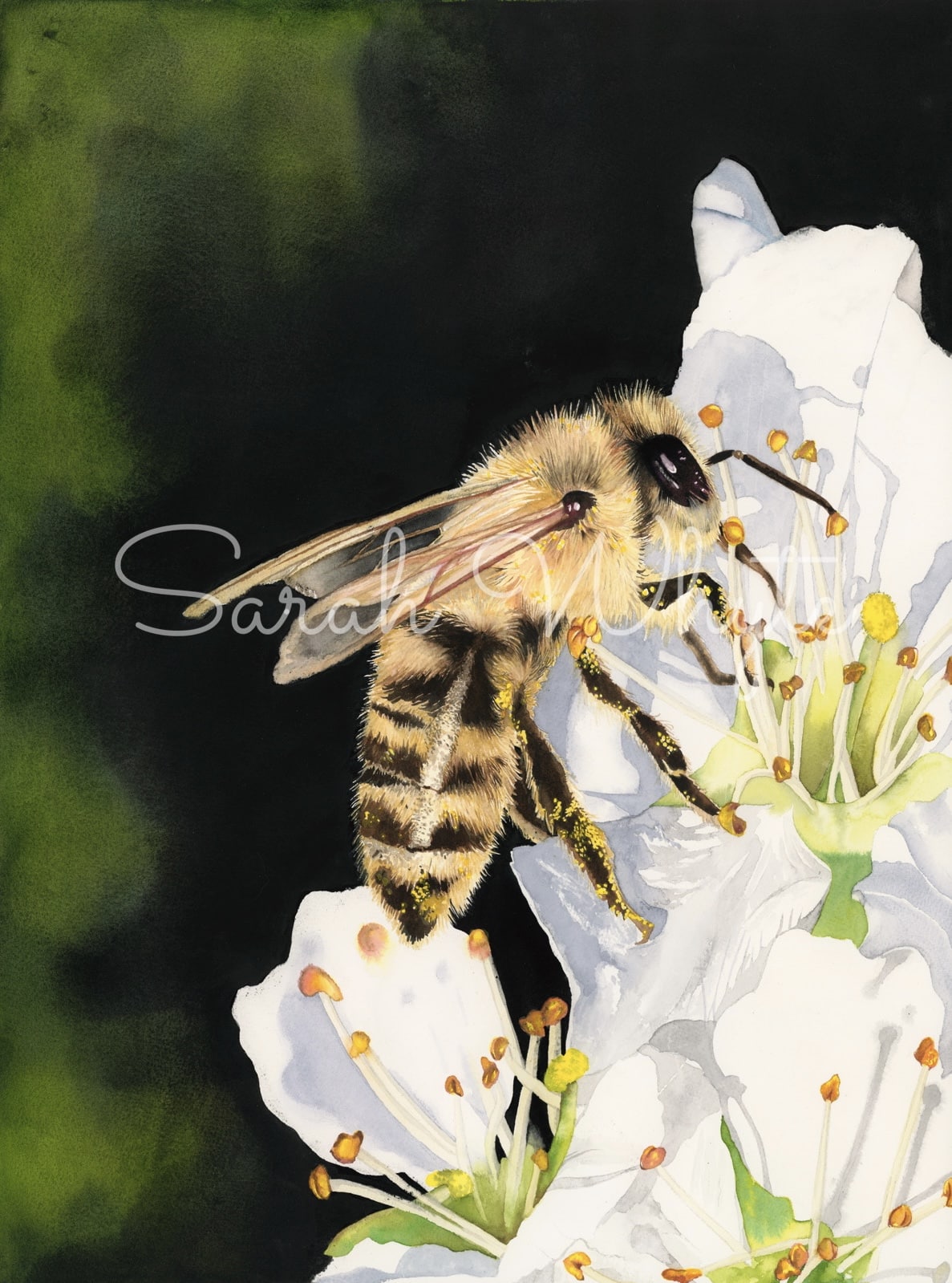 Pollen Party Print - Watercolor Art by Sarah Whyte
