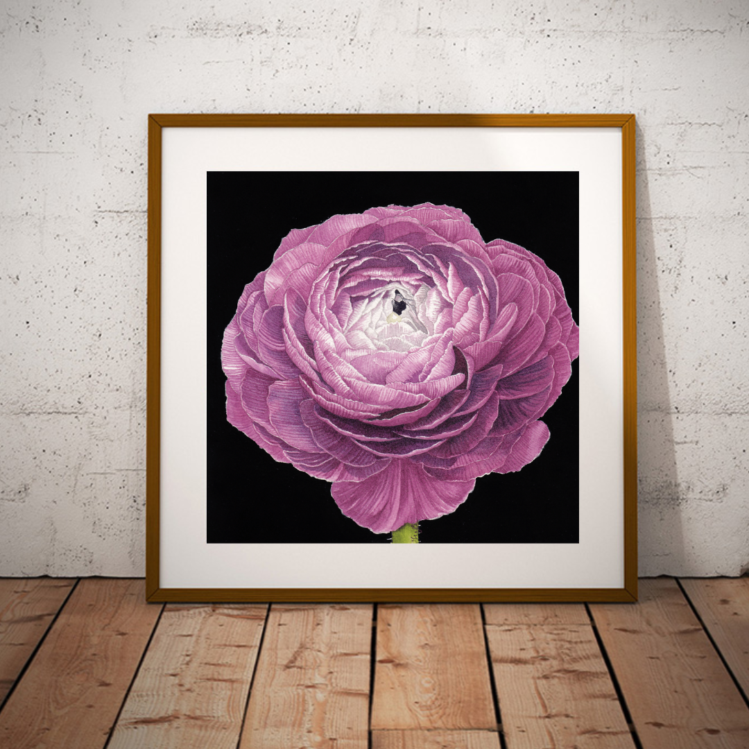Purple Ranunculus Print - Watercolor Art by Sarah Whyte