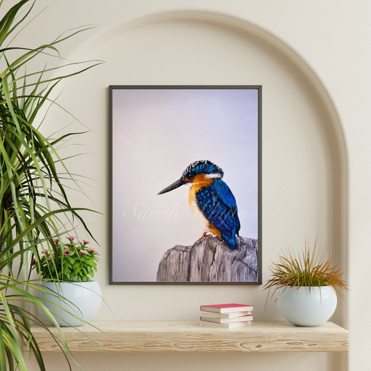 Royal Kingfisher Print - Wildlife Art Print