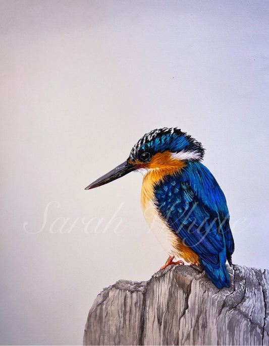Royal Kingfisher Print - Wildlife Art Print