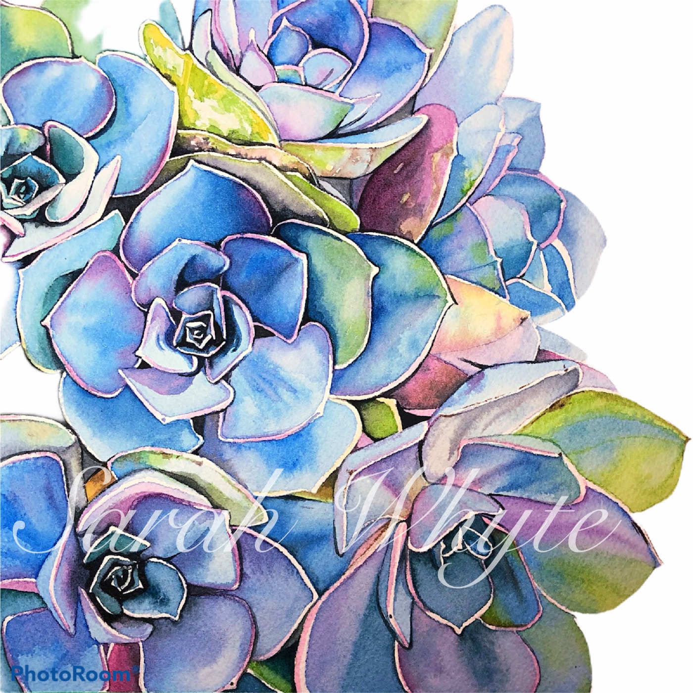 Saturated Succulents Print - Watercolor Art by Sarah Whyte