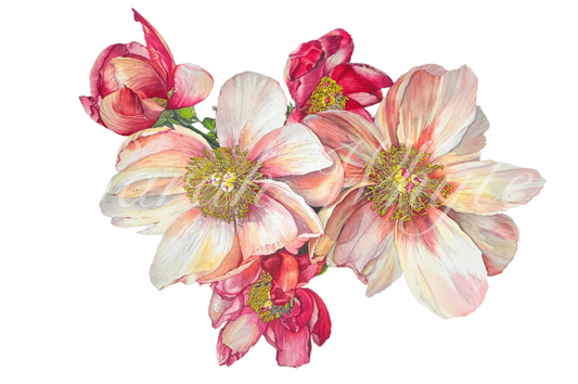Single Peonies Print - Watercolor Art by Sarah Whyte