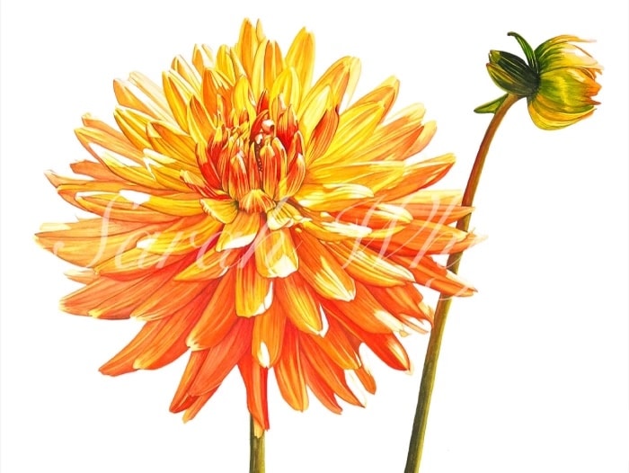 Sunny Dahlia Print - Floral Watercolor Print