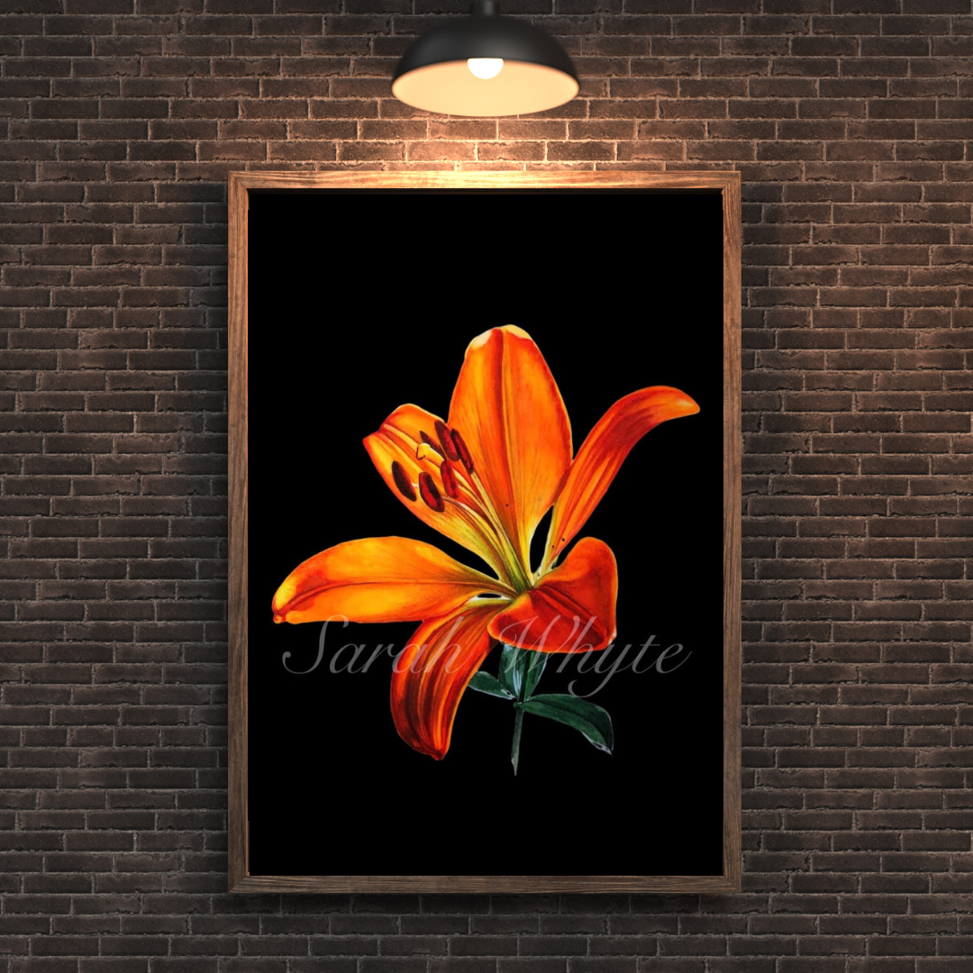 Tiger Lily Print - Watercolor Art by Sarah Whyte