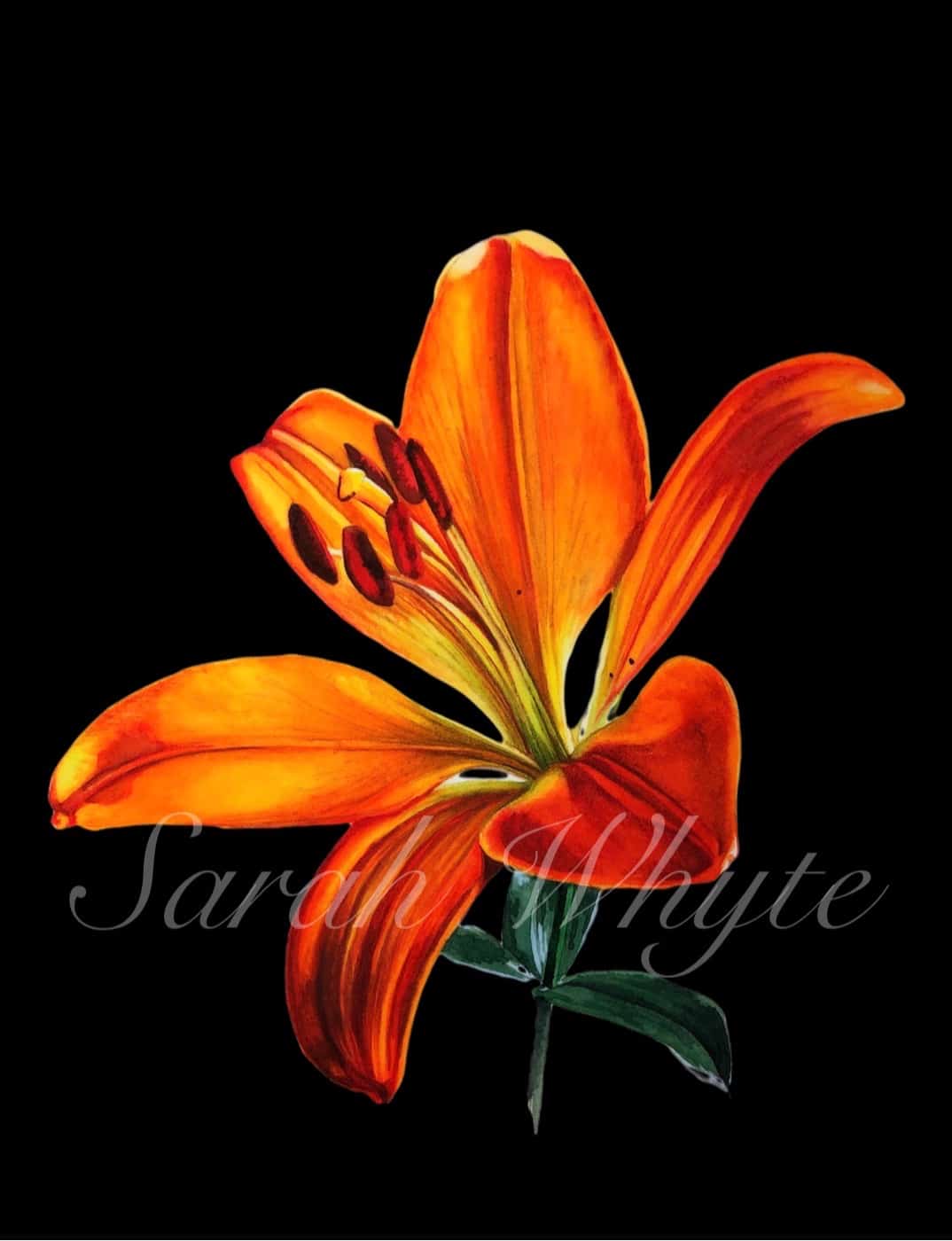 tiger lily watercolor Tiger Lily Print