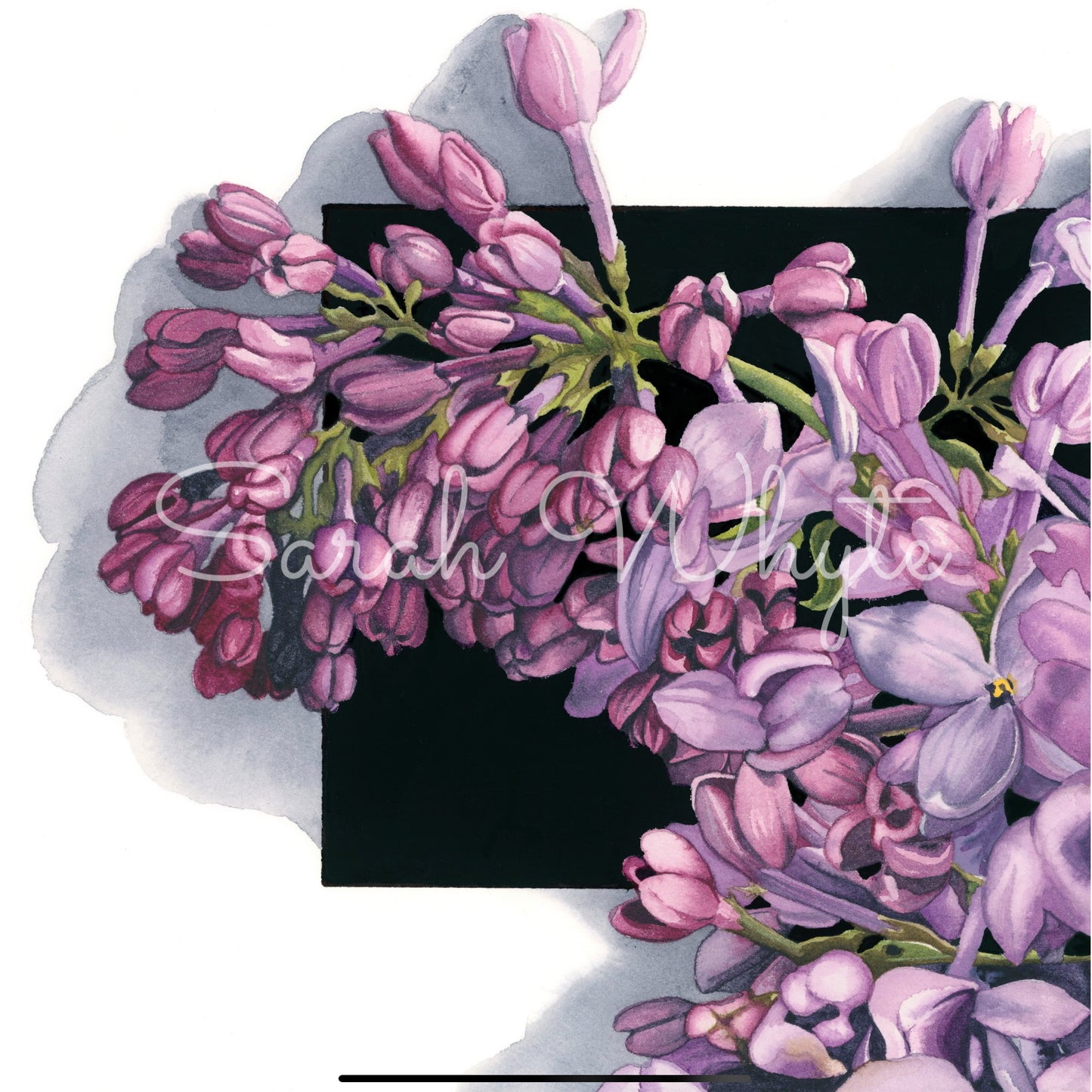 Lilac Sprig Print - Watercolor Art by Sarah Whyte