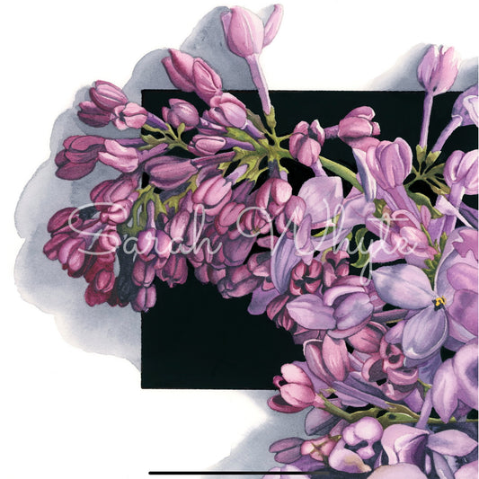 Lilac Sprig Print - Watercolor Art by Sarah Whyte