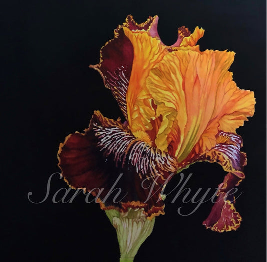 Attention Seeker Print - Watercolor Art by Sarah Whyte