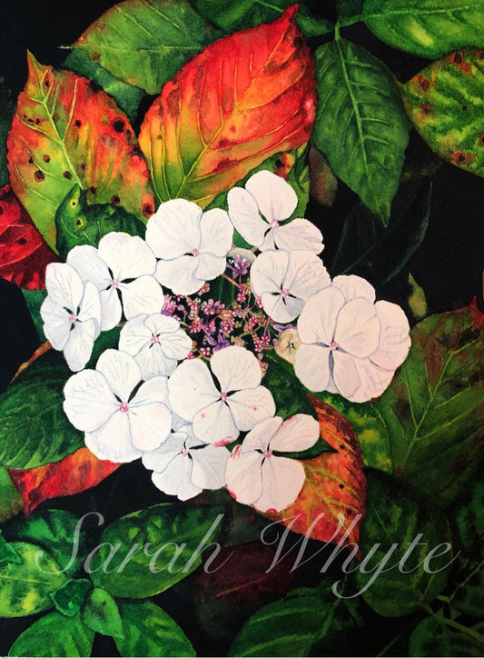 Autumn Hydrangea Print - Watercolor Art by Sarah Whyte