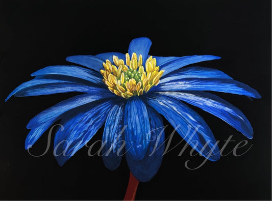 Balkan Anemone Print - Floral Watercolor Print