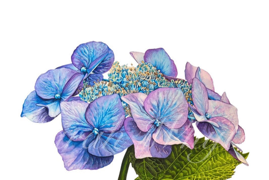 Blue Hydrangea Print - Floral Watercolor Print