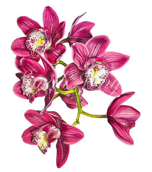 Cymbidium (Moth Orchid) Print - Floral Watercolor Print