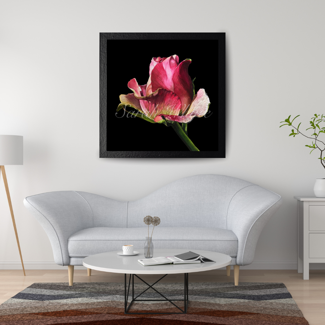 Emerging Rose Print - Watercolor Art by Sarah Whyte