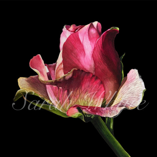 Emerging Rose Print - Watercolor Art by Sarah Whyte