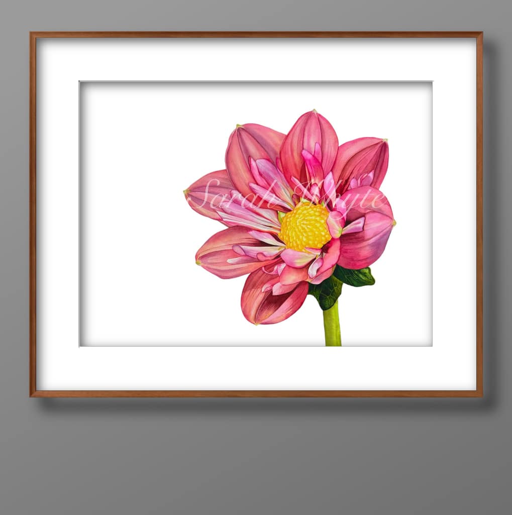 Giggles Dahlia Print - Floral Watercolor Print