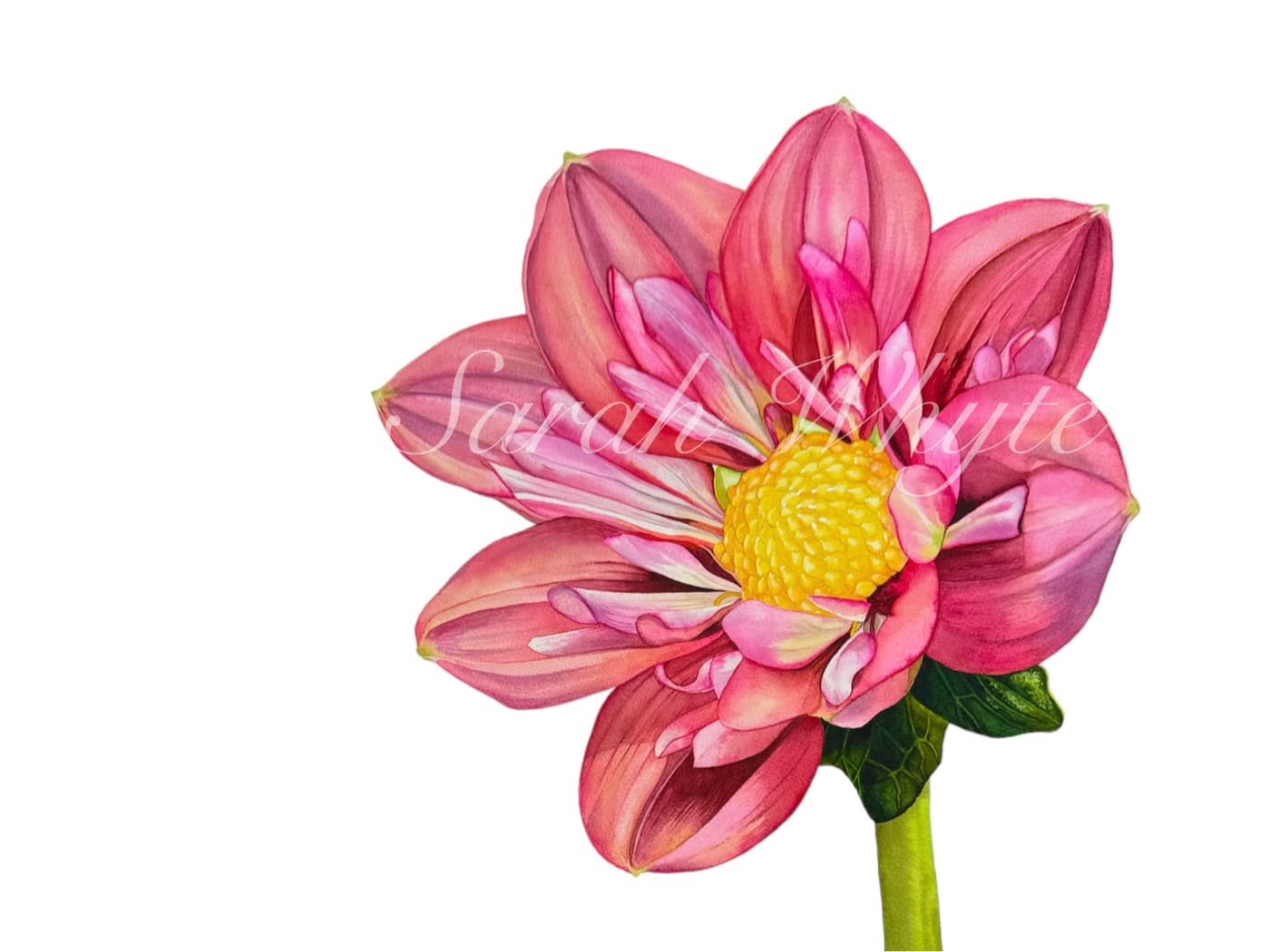 Giggles Dahlia Print - Floral Watercolor Print