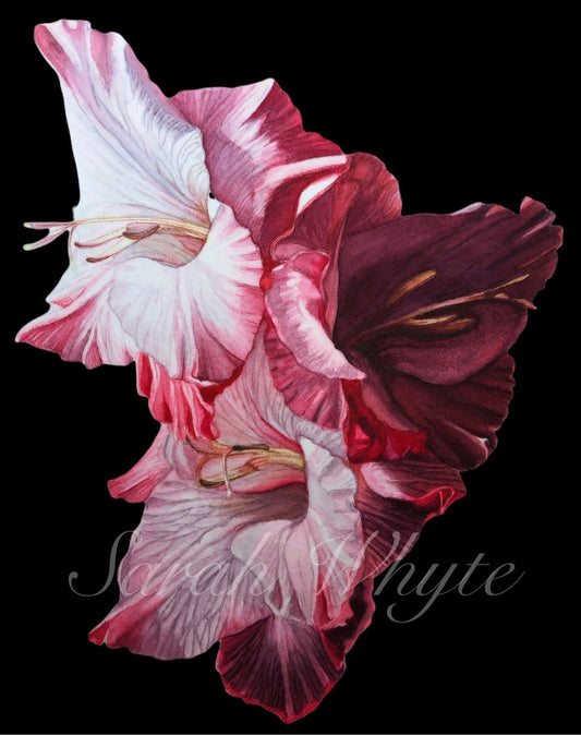Gladioli Print - Watercolor Art by Sarah Whyte