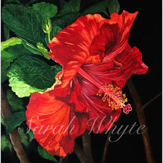 Hawaiian Hibiscus Print - Watercolor Art by Sarah Whyte