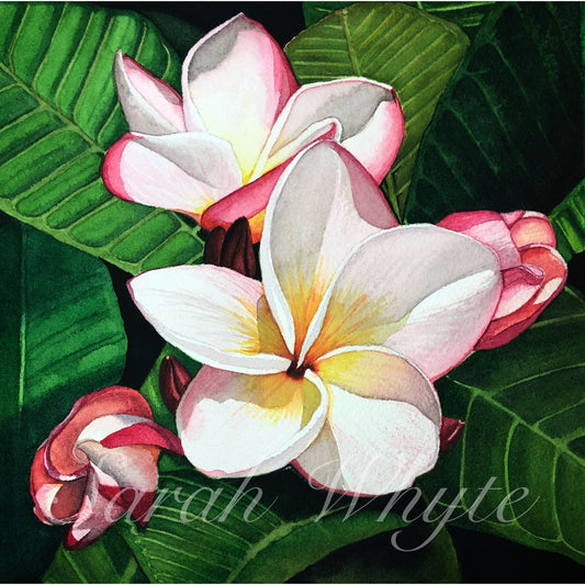 Mahalo Plumeria Print - Watercolor Art by Sarah Whyte