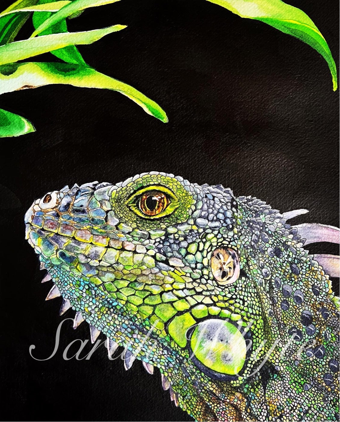 Mexican Iquana Print - Watercolor Art by Sarah Whyte