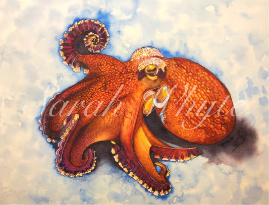 Octopus Print - Wildlife Watercolor Print