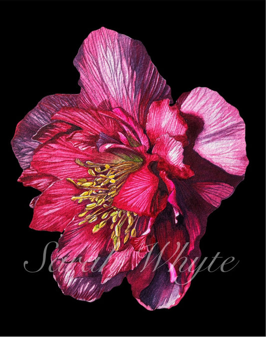Oriental Hellebore Print - Watercolor Art by Sarah Whyte