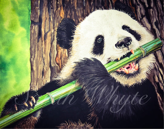 Panda Print - Wildlife Watercolor Print