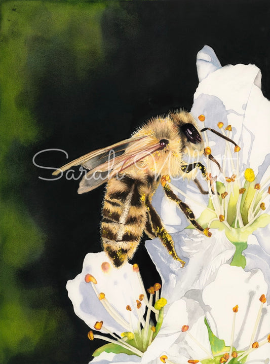 Pollen Party Print - Watercolor Art by Sarah Whyte
