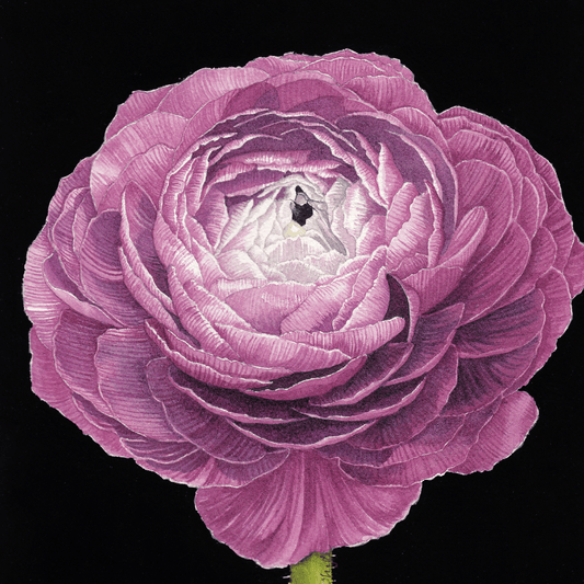 Purple Ranunculus Print - Watercolor Art by Sarah Whyte
