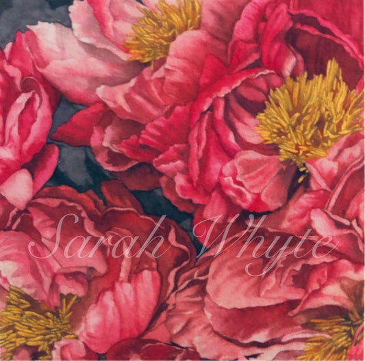 Red Peony Print - Watercolor Art by Sarah Whyte