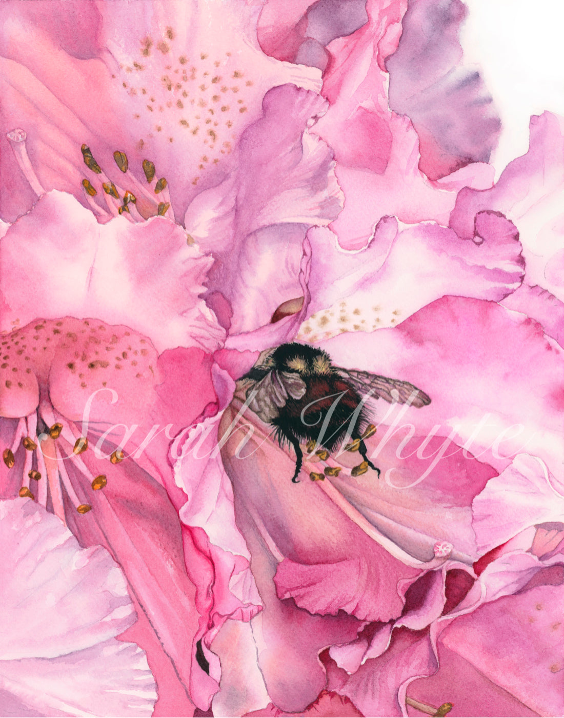Rhody with Bumblebee Print - Watercolor Art by Sarah Whyte
