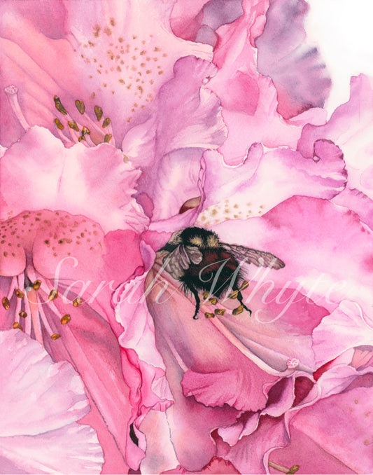 Rhody with Bumblebee Print - Watercolor Art by Sarah Whyte