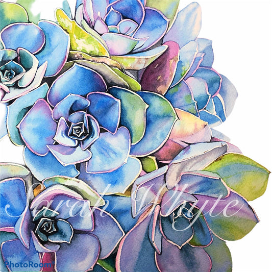 Saturated Succulents Print - Watercolor Art by Sarah Whyte
