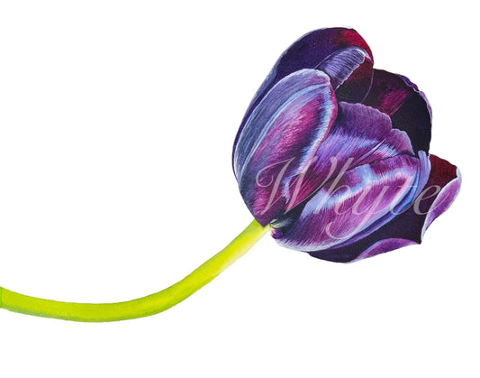 Tulipe Noire Print - Floral Watercolor Print