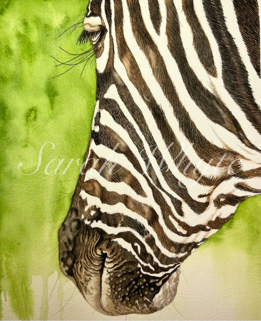 Zebra Print - Wildlife Watercolor Print